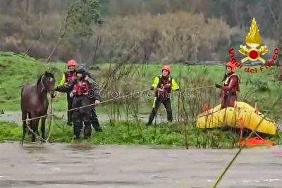 Uno dei cavalli salvati dai vigili del fuoco a Oliena