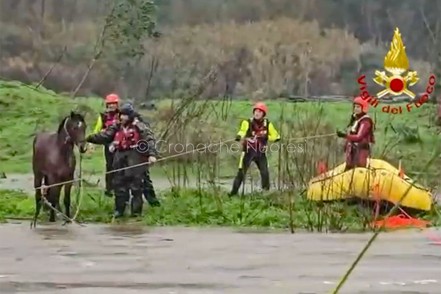 Emergenza maltempo nel Nuorese. Oltre 130 interventi dei VVF per salvare persone e animali – VIDEO