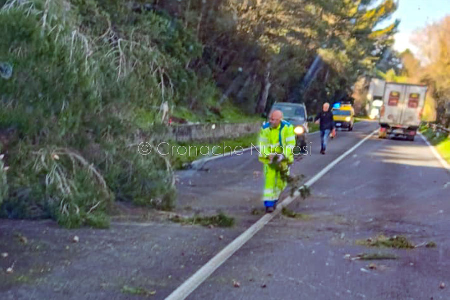 Nuoro. Dipendente ANAS ferito dal crollo di un albero sulla statale 129