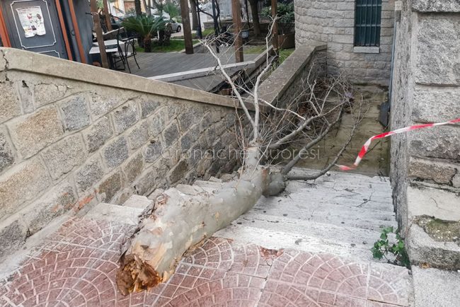 Albero crollato in prossimita' delle Grazie
