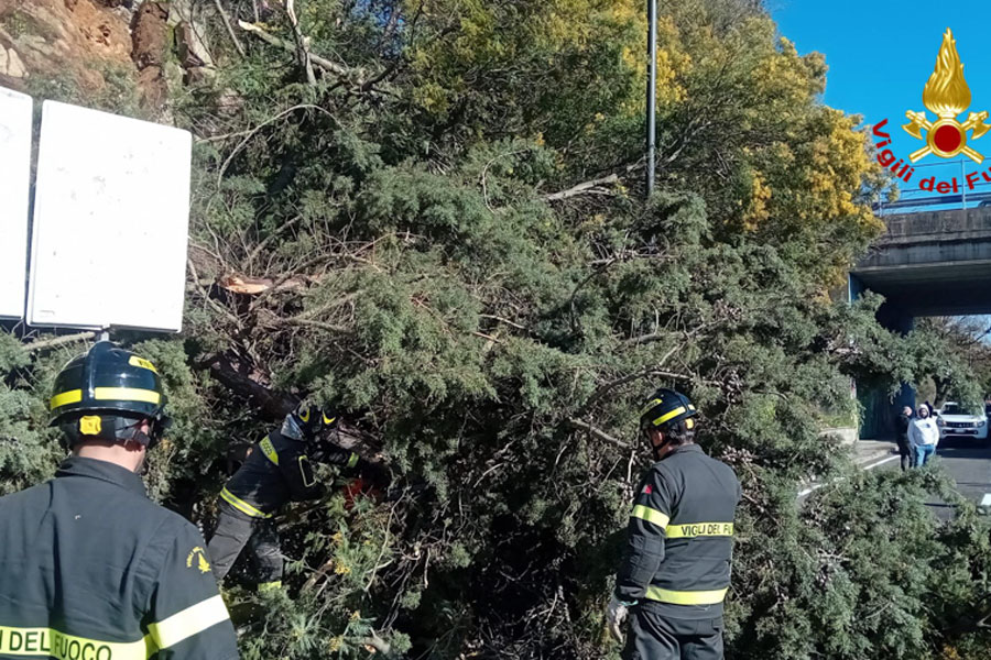 Nuoro. Cede il terreno in via Segni con conseguente crollo di un grande albero sulla carreggiata
