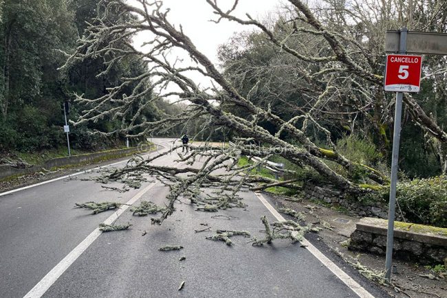 Albero crollato sulla carreggiata sull'Ortobene