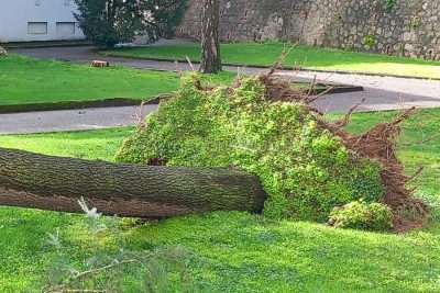Albero sradicato nel parco dello Zonchello