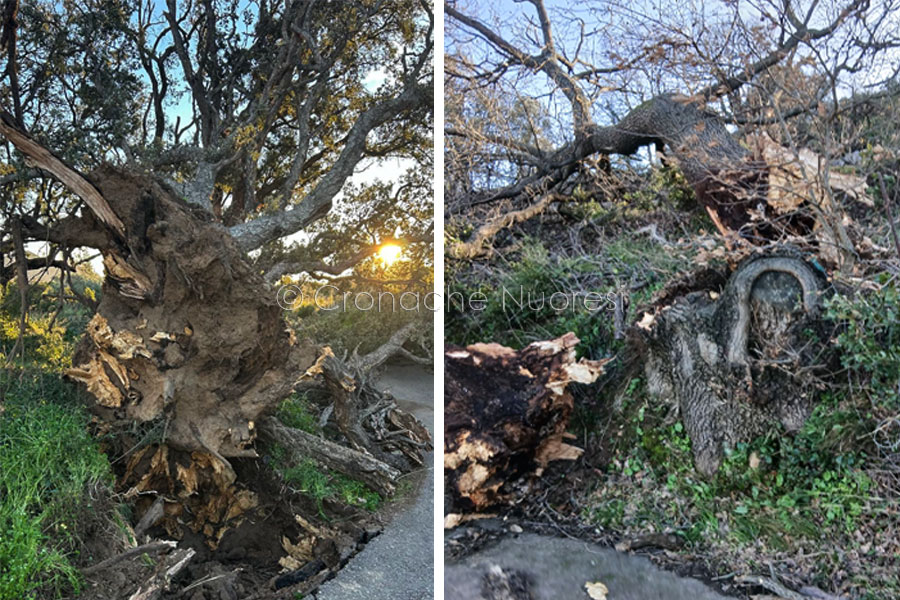 Agricoltura in ginocchio nel Nuorese e in Ogliastra: la furia del vento travolge le aziende