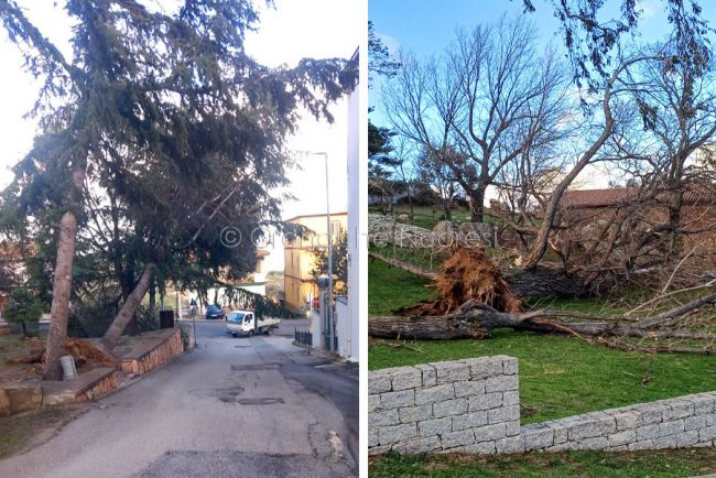 Due alberi sradicati dal vento