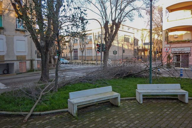 I rami di un albero sradicato dal vento in via Toscana