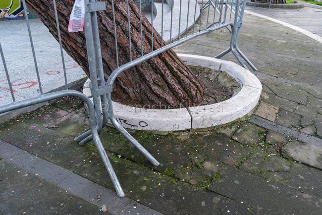 La base del pino dei Giardinetti (foto S.Novellu)