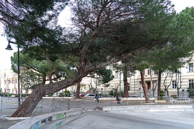 Il pino di piazza V.Emanuele (foto S.Novellu)