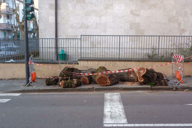 Il tronco di un albero sradicato dal vento in via Toscana