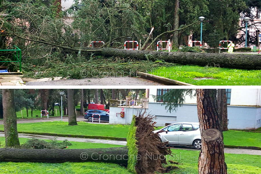 Nuoro. Grosso albero sradicato dal vento crolla sui parcheggi: paura allo Zonchello – VIDEO