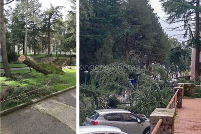 L'albero sradicato allo Zonchello
