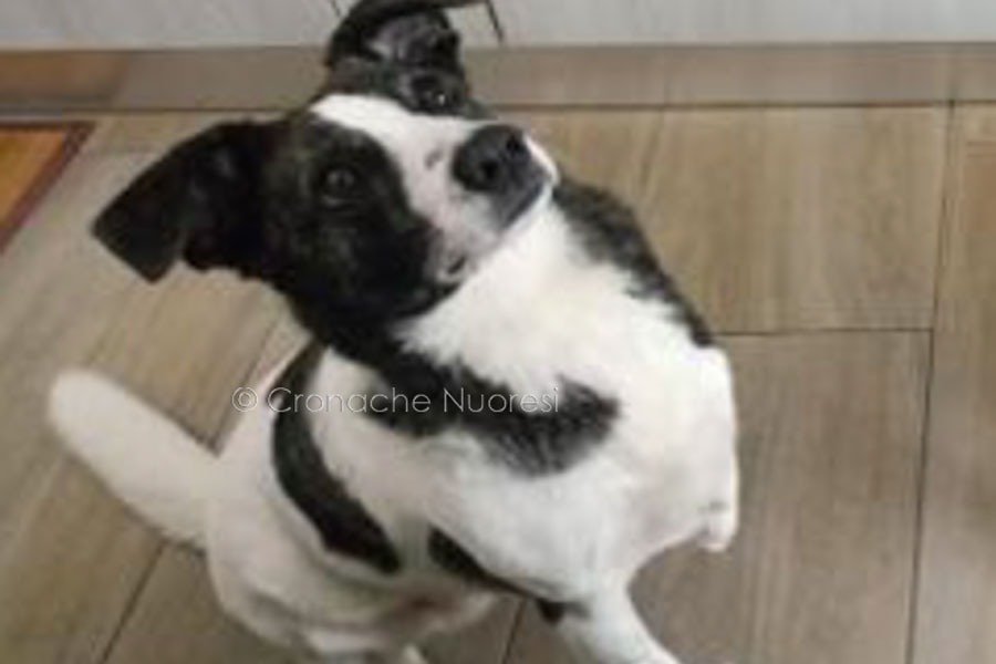 “Quattro zampe” a Nuoro. Luce cerca casa: la cagnolina coraggiosa che corre con tre zampe