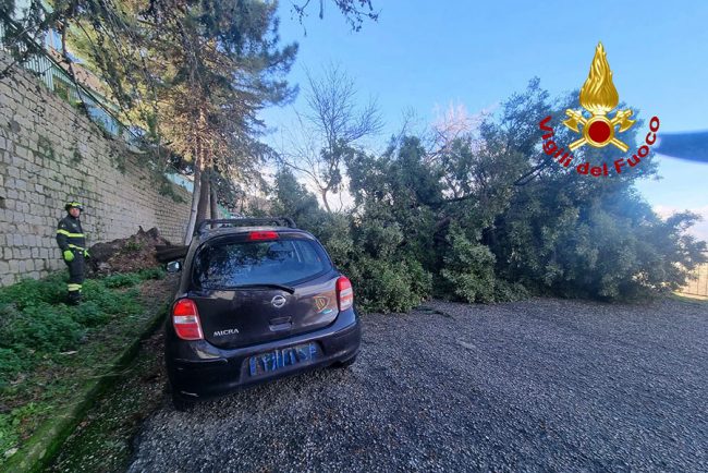 Nuoro, albero sradicato dal vento