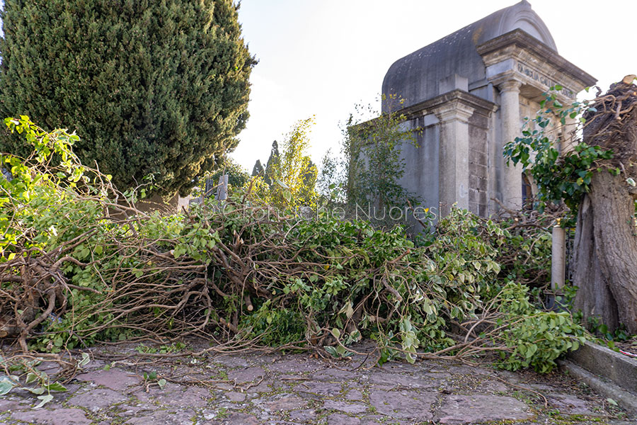 Alberi pericolanti in cimitero a Nuoro: scattano gli abbattimenti