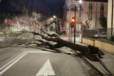 Nuoro. Albero crollato in via Toscana