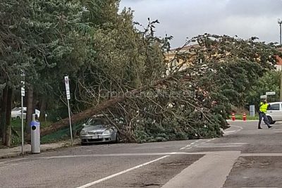 Un albero sradicato in via Costituzione