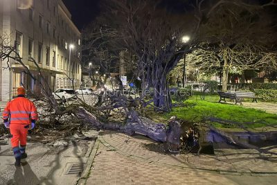 Uno degli alberi sradicati dal vento a Nuoro