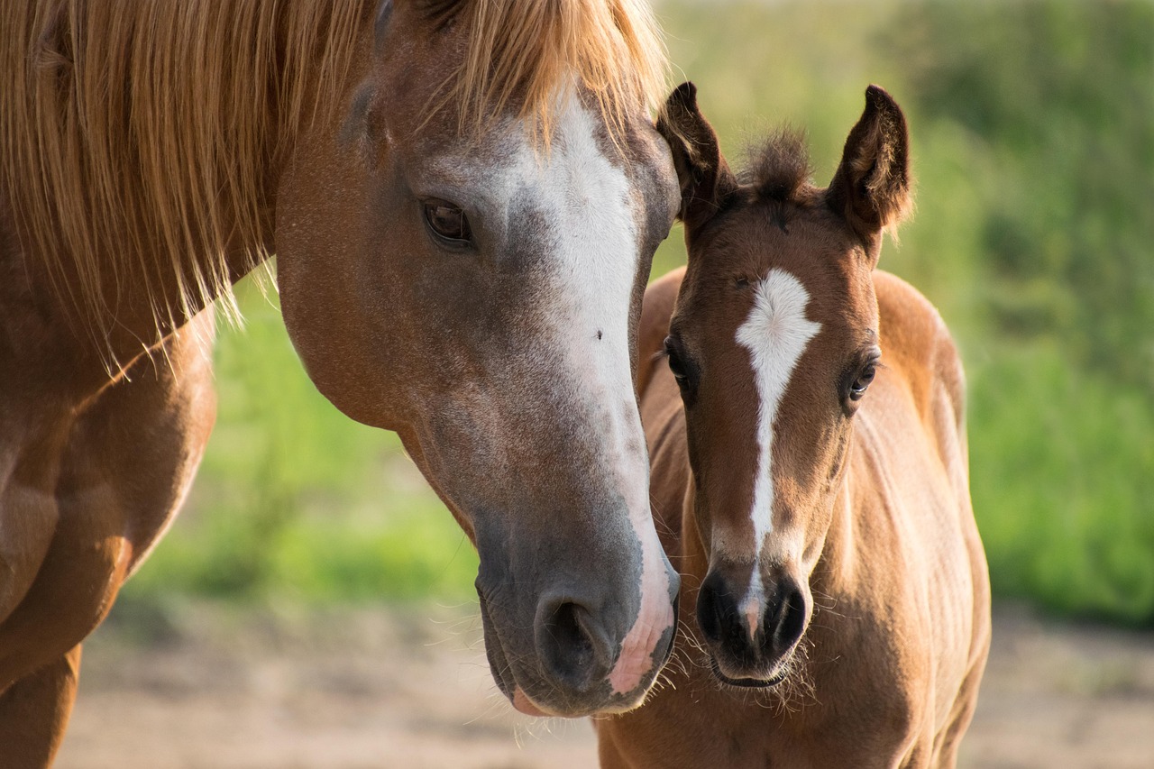 Carne di cavallo, addio alla tavola? Il cavallo diventa animale d’affezione