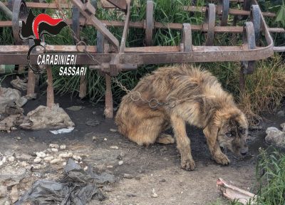 Il cane Fiamma messo in salvo dai Carabinieri
