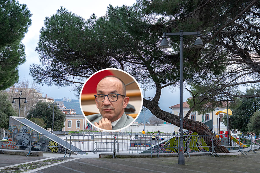 Il pino della discordia: Nuoro si divide tra chi vuole salvarlo e chi chiede l’abbattimento. E voi cosa ne pensate?