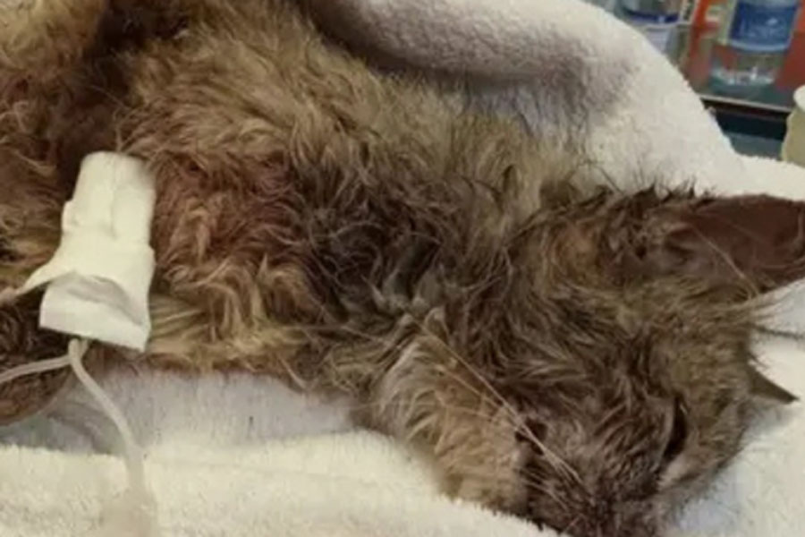 Gattina picchiata e chiusa in una busta a Dolianova: LNDC : “Chi sa parli”