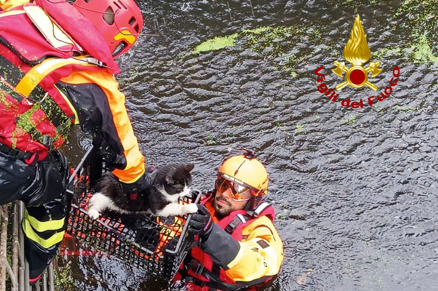 Salvataggio a lieto fine: i Vigili del Fuoco recuperano un gatto prigioniero nell’acqua