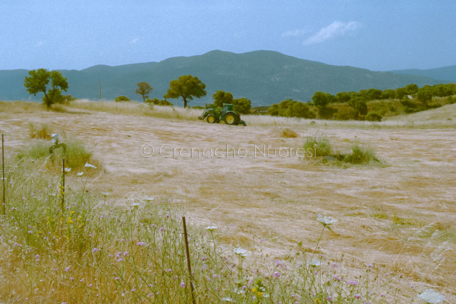 Coldiretti Sardegna: intesa storica su pascoli e PLT con Regione e AGEA