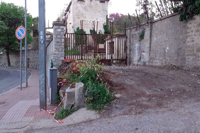 La base dei due eucalipus recisi