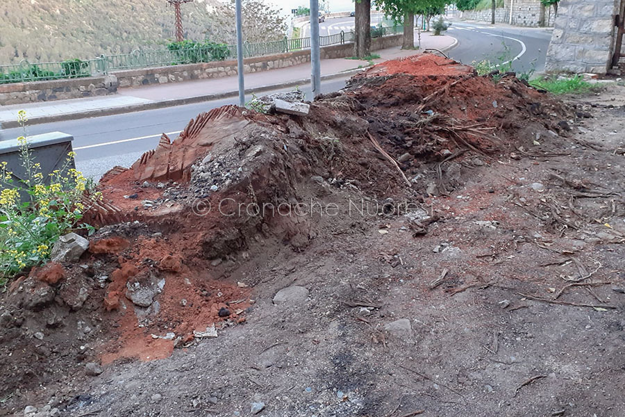 Nuoro. Eucaliptus abbattuti al Mulino Gallisai: la protesta dei residenti