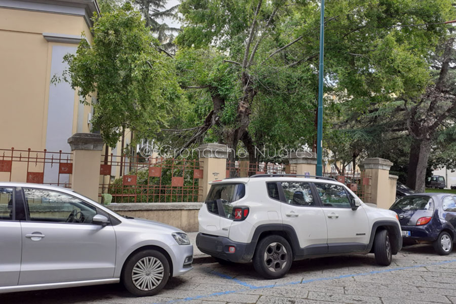 Scampato pericolo al Liceo Asproni: crolla un grosso ramo a causa del vento, nessun ferito