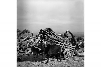 Jean Dieuzaide, raccolta del sughero, 1956 (Archivio ISRE).jpg
