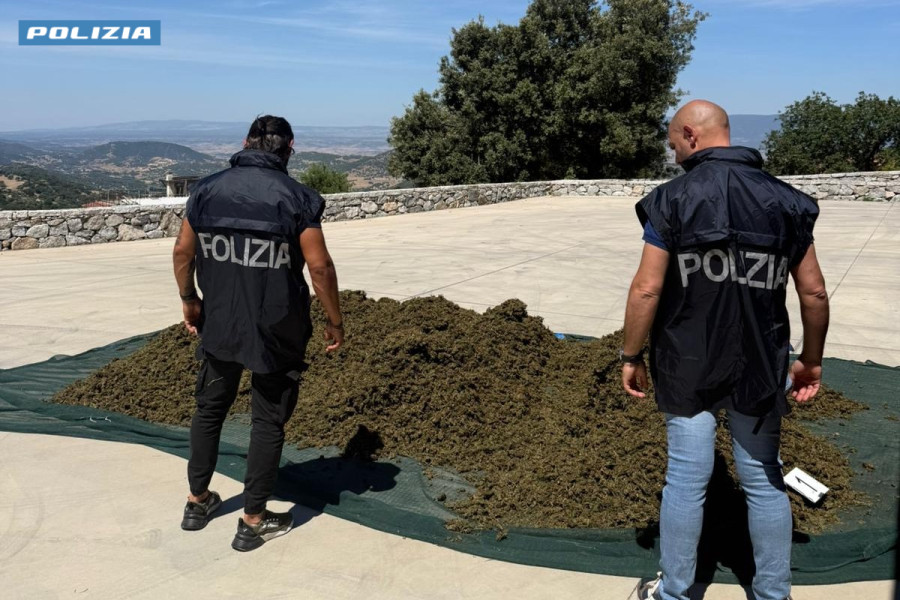 Blitz antidroga a Sarule: sequestrati 700 chili di cannabis «killer» e due piantagioni, in manette un 31enne