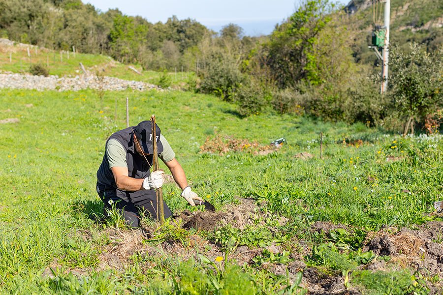 Cuglieri. A Casteddu Etzu rinasce il bosco dopo i roghi