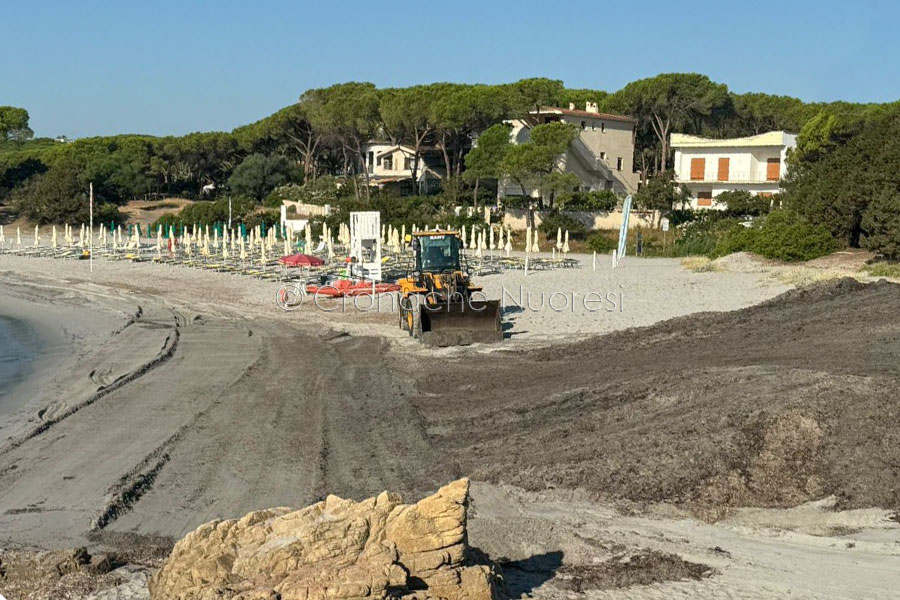 Posidonia a Orosei: il Comune arretra i cumuli nella notte nella spiaggia degli Svizzeri