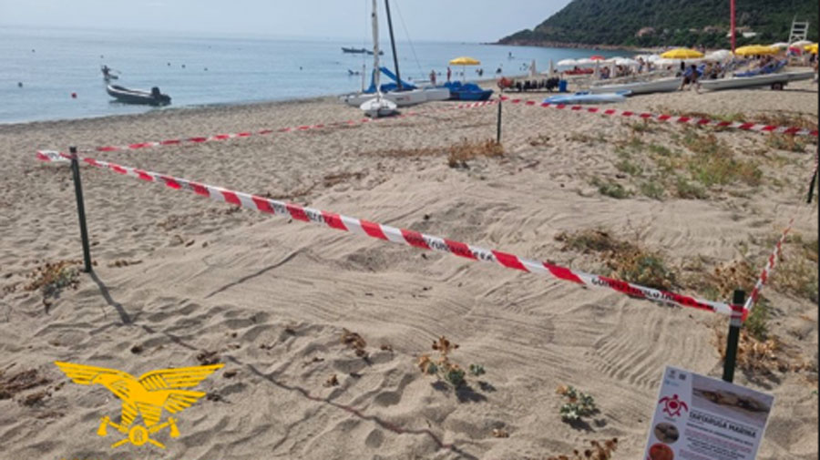 Schiusa a sorpresa: salve 50 tartarughe Caretta caretta liberate in mare