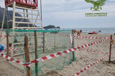 Il nido della careta-careta