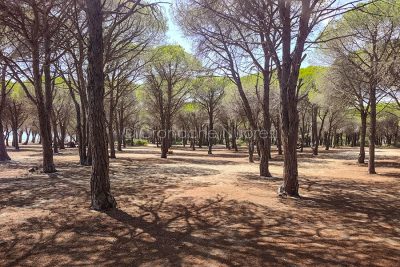 La pineta di Su Barone deserta