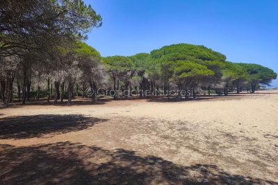 La pineta di Su Barone deserta