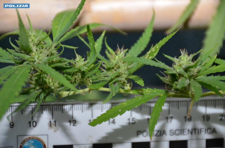 Cannabis in casa e MDMA: 39enne finisce agli arresti domiciliari