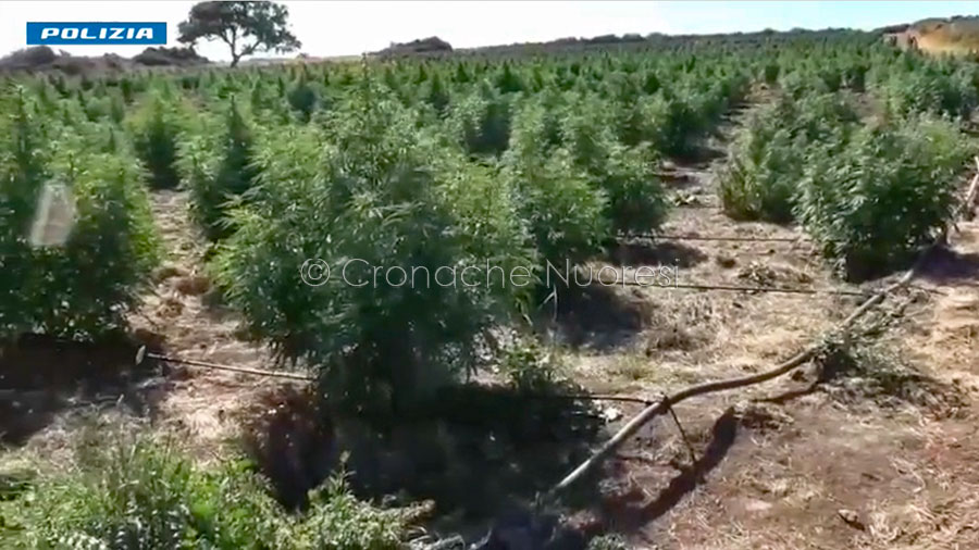 Nuorese. Cocaina, marijuana e droghe sintetiche: sgominati i gruppi dello spaccio