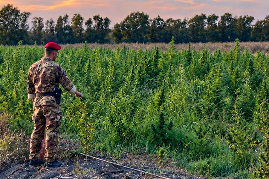 Sequestrata piantagione da 1,2 milioni: quattro arresti tra Orgosolo, Onanì e Loiri