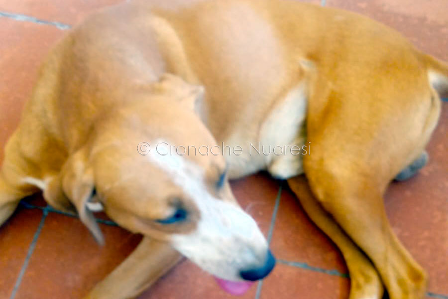 Nuoro. “Vorrebbe salire sull’ambulanza” e scorta i pazienti: la storia di Sfinge, il cane-eroe del 118