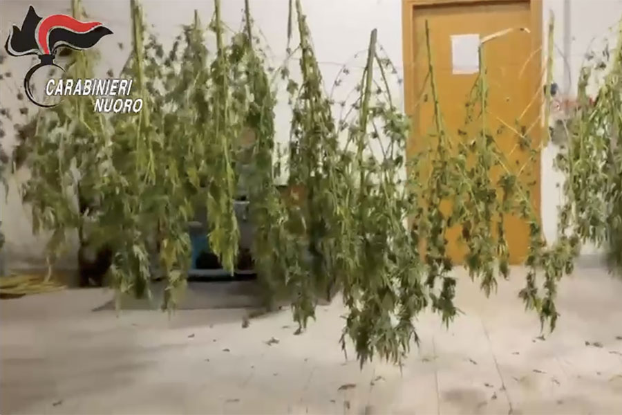 Maxi blitz antidroga a Orgosolo: un arresto e 640 piante di marijuana sequestrate - VIDEO