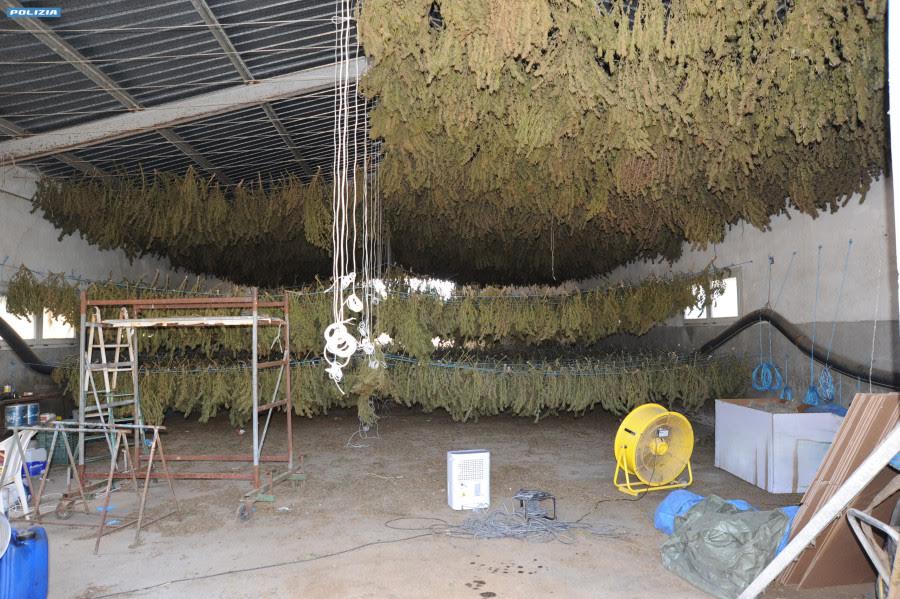 Sequestro da record di droga: tre tonnellate di marijuana e lavoratori segregati nel capannone