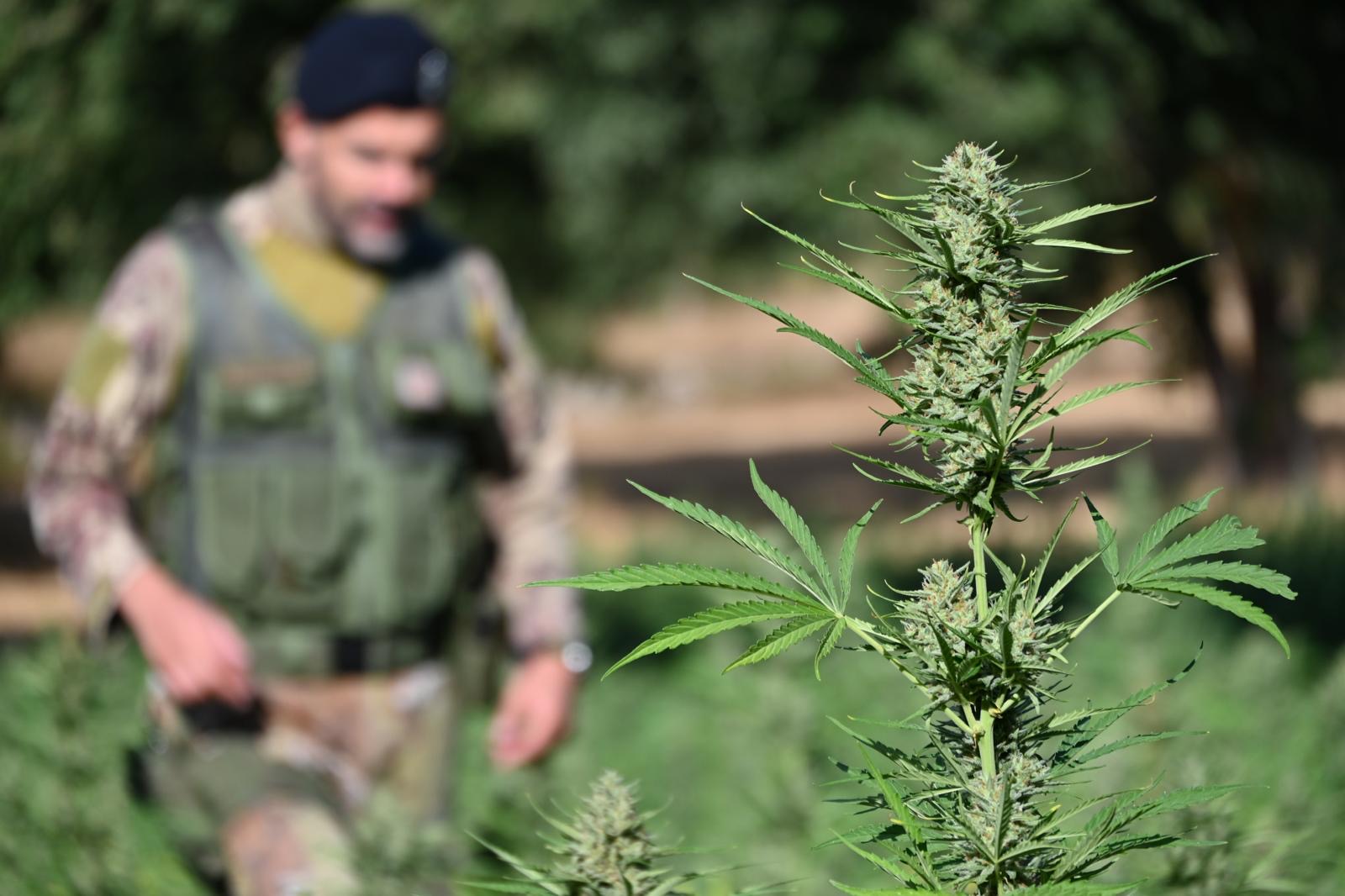 Maxi sequestro di marijuana: scoperte quasi tremila piante tra Onanì e Lula