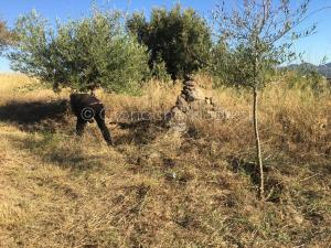 Giornata ecologica a Oliena 2019