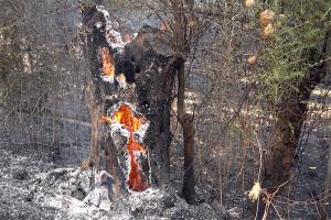 Incendio a Scano Montiferro (foto S.Novellu