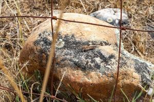 L'invasione di locuste nelle campagne del Nuorese (© foto S.Novellu)