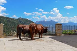 Nuoro, Redentore 2022, sfilata abiti tradizionali (foto F.Nieddu) 065