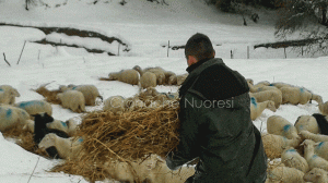 Orune, pastori bloccati in campagna dalla neve